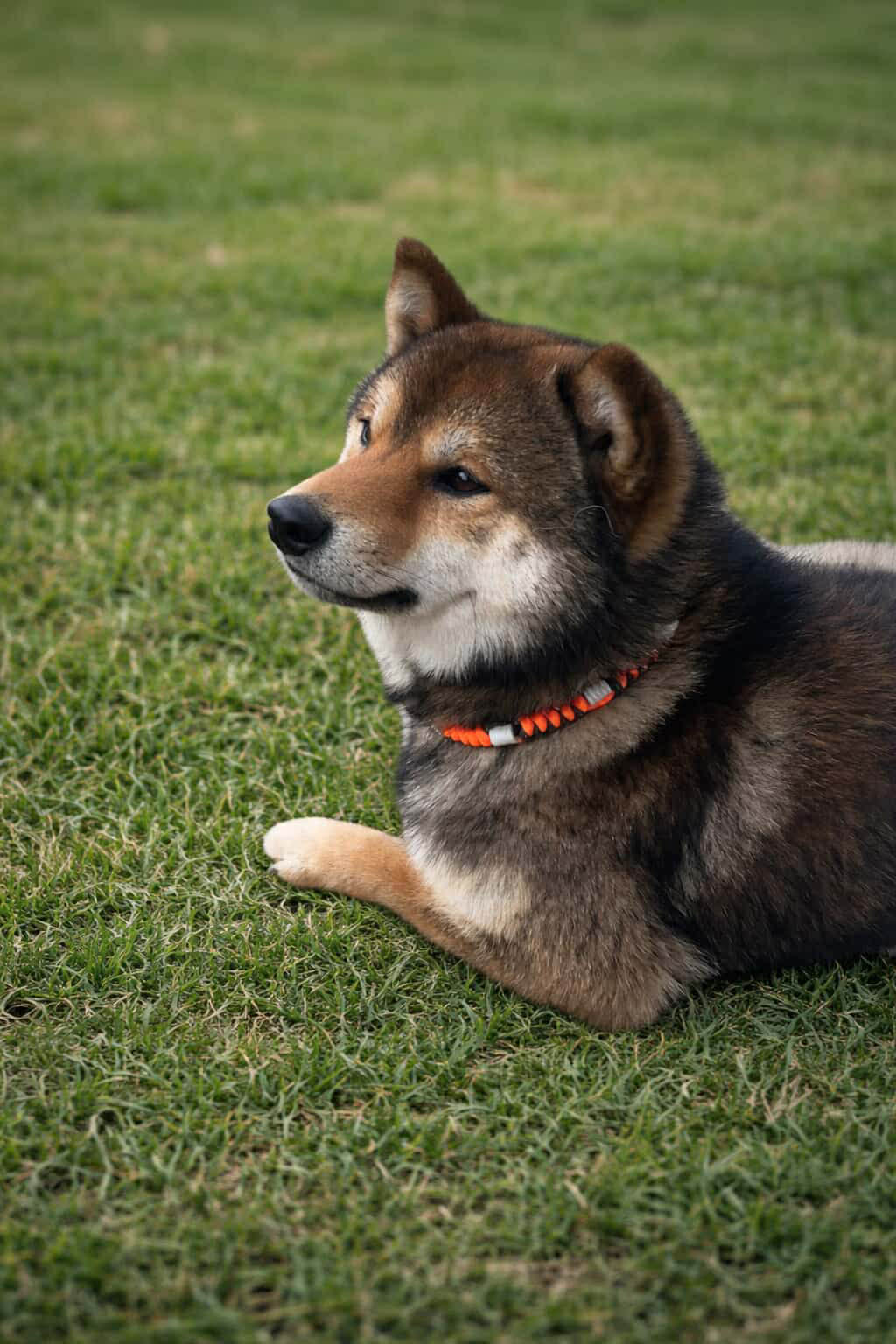 Chien de type Shiba Inu portant un collier anti-tique naturel en extérieur sur l'herbe
