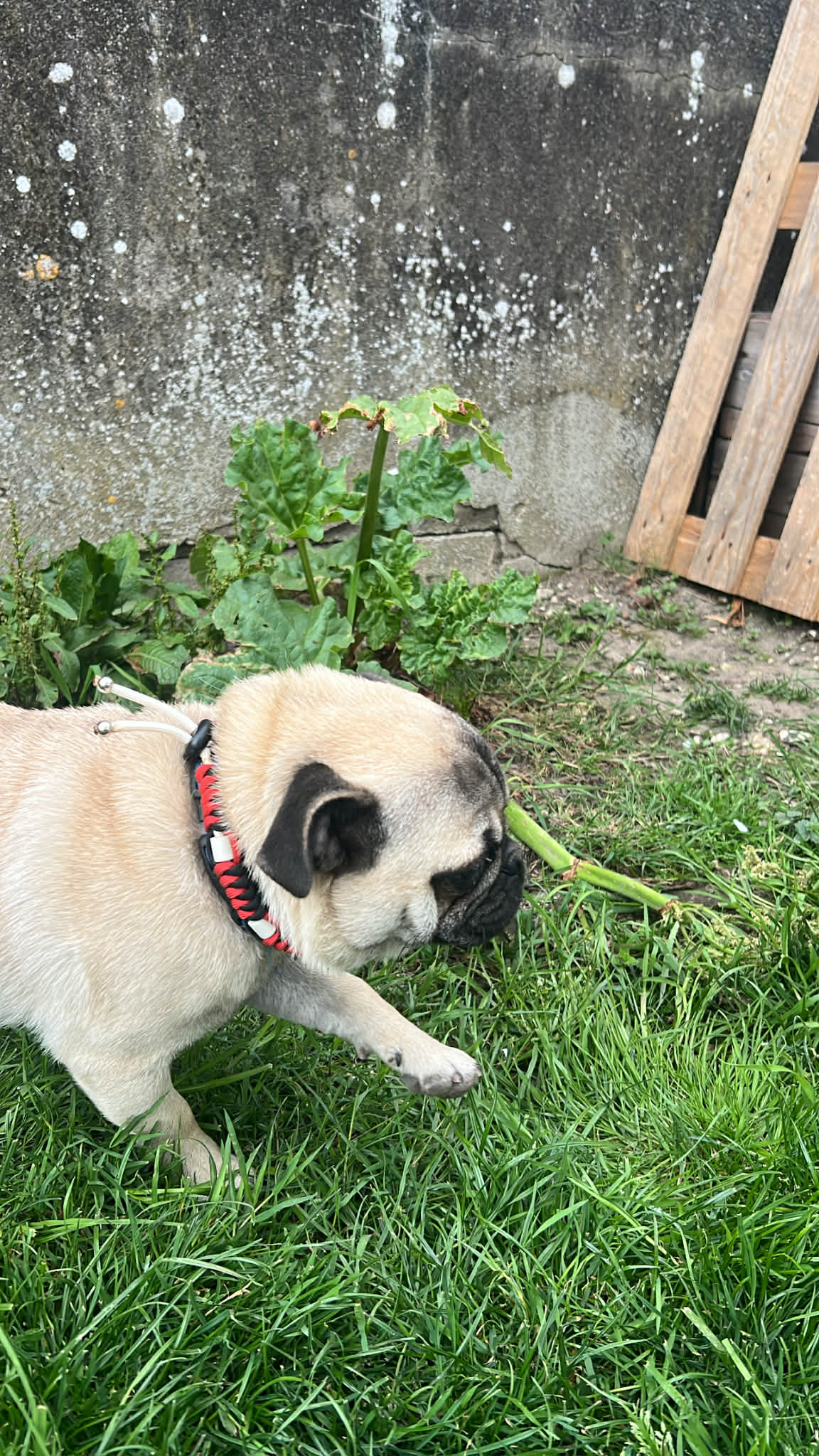Petit chien de race Carlin portant un collier répulsif naturel en céramique EM dans l'herbe