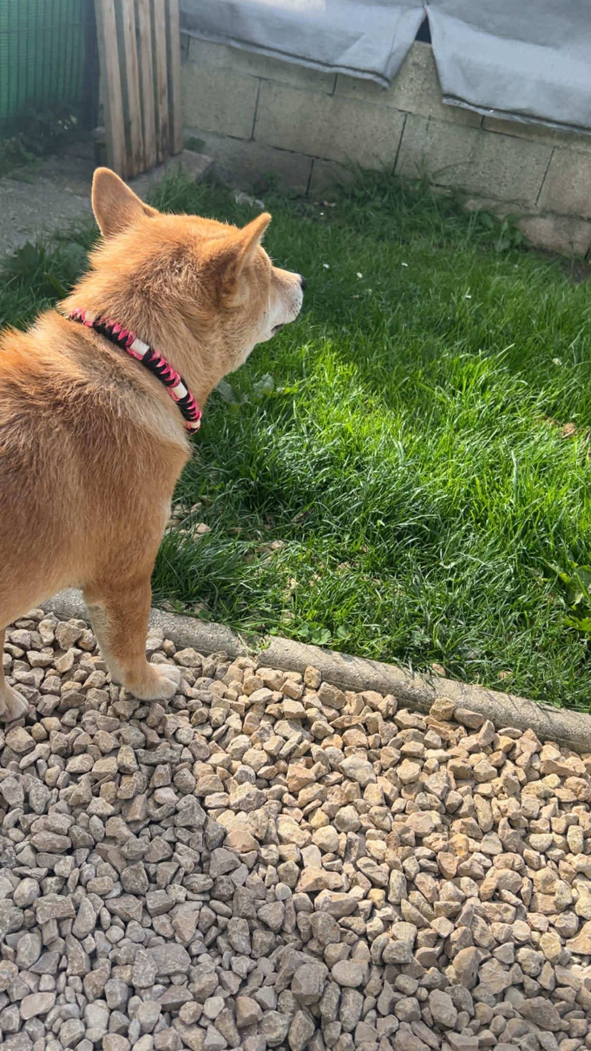 Petit chien roux portant un collier anti-tiques en céramique EM en extérieur
