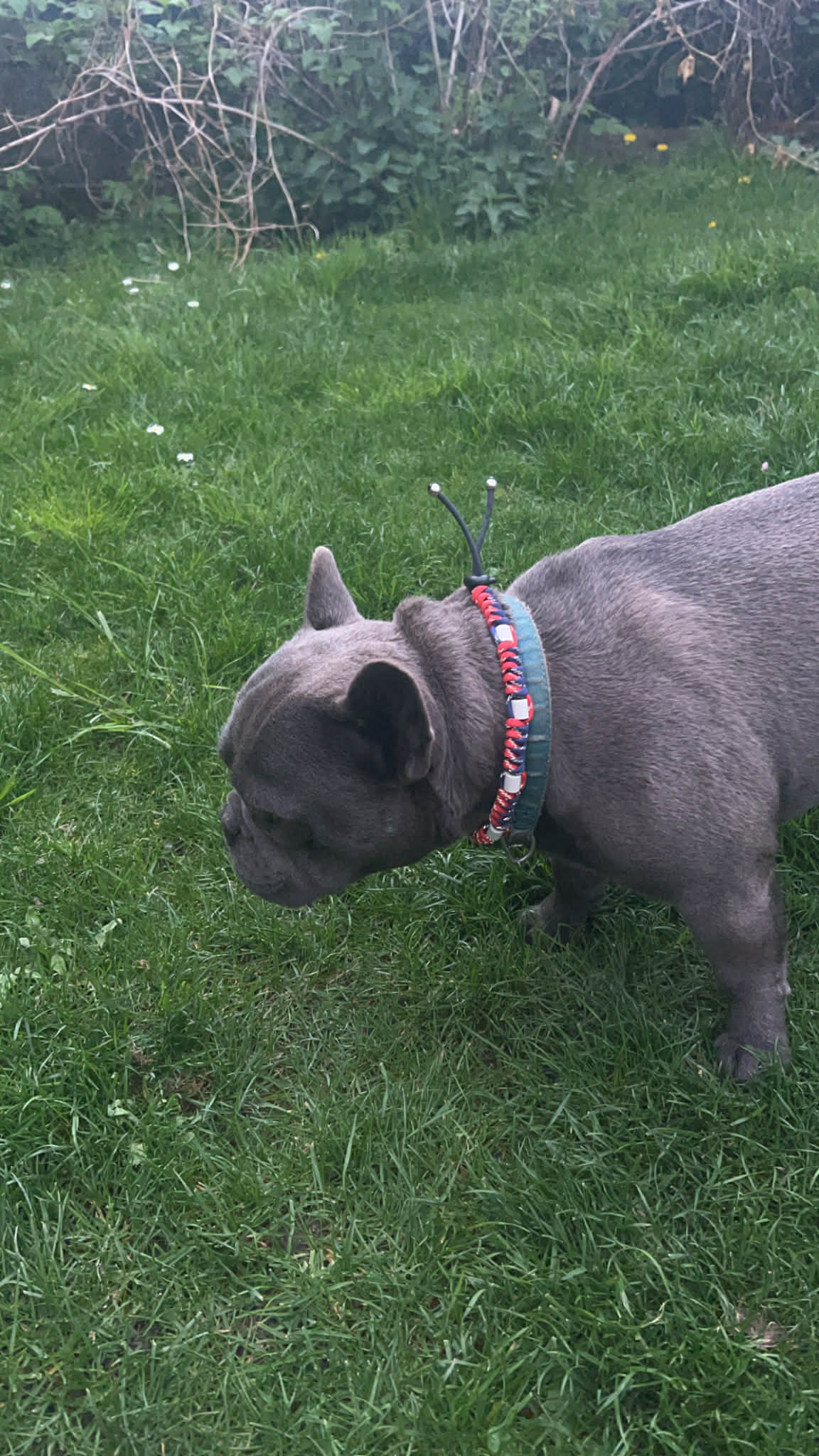 Bouledogue portant un collier anti-tique réfléchissant pour allier sécurité et protection naturelle